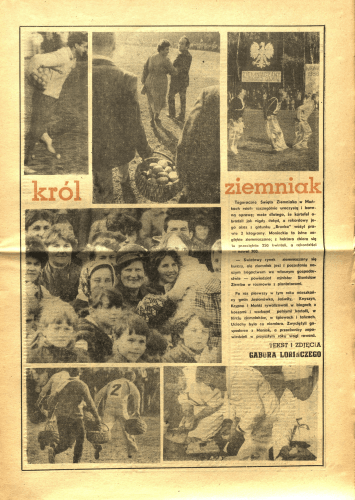 Strona starej gazety z czarno-białymi zdjęciami ludzi zbierających ziemniaki, wydarzeniem sportowym i tekstem o festiwalu ziemniaka. Tekst tytułowy brzmi: „król ziemniak”.