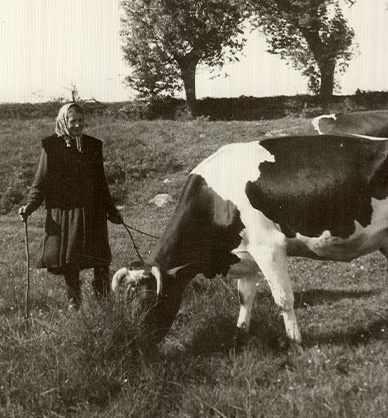 Czarno-białe zdjęcie. Przedstawia starszą kobietę. Kobieta ubrana jest w ciemną sukienkę i czarną kamizelkę. Na głowie ma chustę. Kobieta stoi na łące obok pasącej się krowy. Kobieta trzyma w jednej ręce kij, w drugiej ręce patyki. W tle widoczne są dwa drzewa. Link do wyników wyszukiwania hasła gospodyni
